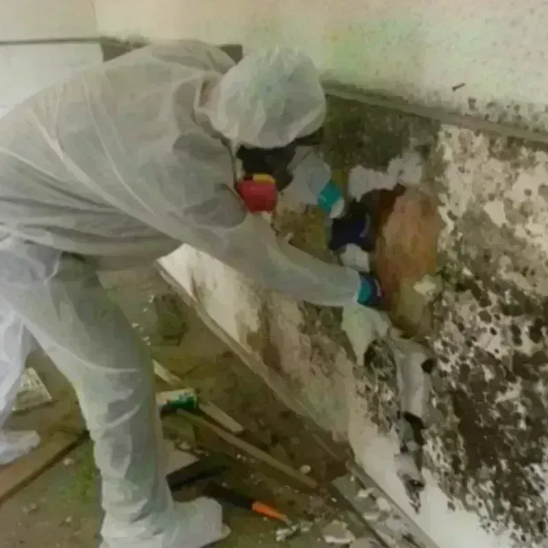 Mold Remediation and Removal in Alma, KS